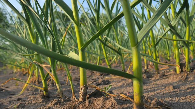 Young green garlic plants in the field. Garlic dries from drought.