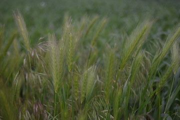  grass in the field