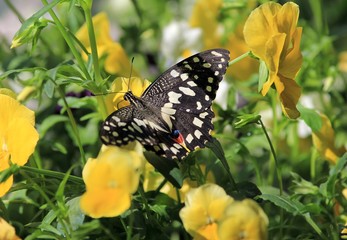 Beautiful butterfly Papilio demoleus closeup