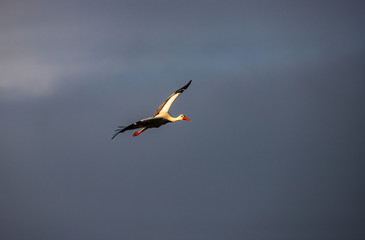 a stork is flying at the evening,