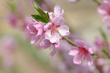Peach flower blossom on pink background. 