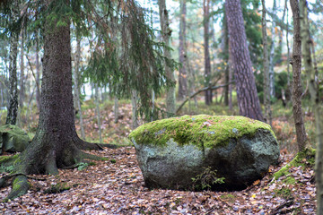 A stone in a Scandinavian forest