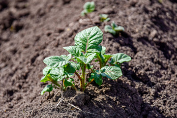 Green sprouts of young potatoes in early spring at the kitchen garden.  Young shoots. Rows of vegetable beds planted with potatoes in the rural kitchen garden. Close-up. Selective focus. Copy space.