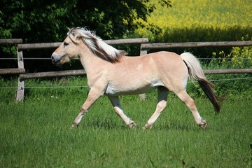 beautiful fjord horse is running on a paddock in the sunshine