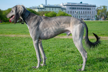 Central Asian Greyhound stands on the green grass on a sunny day. Rest after a long journey. Looks into the distance.