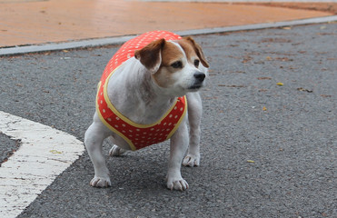 애완견 강아지