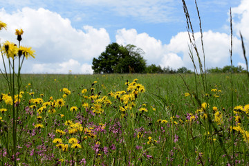 Flower meadow with tree in the background