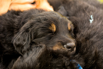 Fototapeta premium cute puppy dog lover hundewelpen hoverwart blond tierbabys haustier hund vierbeiner welpe wachhund familienhund kind pfoten tapsig outdoor tierportrait