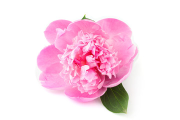 Pink flower peonies (Paeonia) closeup.