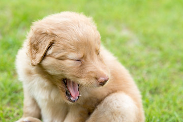 cute puppy dog lover hundewelpen hoverwart blond tierbabys haustier hund vierbeiner welpe wachhund...