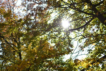 yellow tree in autumn