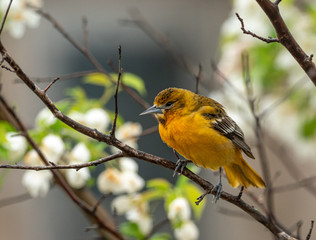 Spring is in the air and a Baltimore Oriole has arrived