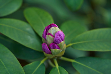Pąk fioletowego rododendronu
