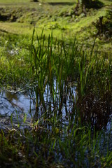Obraz na płótnie Canvas pond with water plants