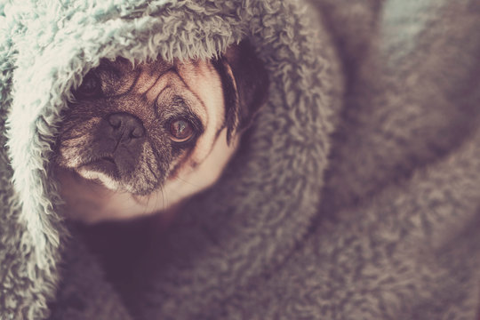 Protection And Hidden Dog Concept With Nice Funny Pug Under Blue Cover At Home Canine Lazy Lifestyle And Animal Portrait