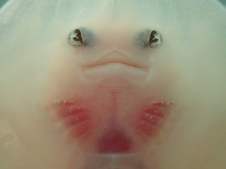 face ventrale de raie