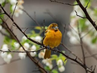 Baltimore Oriole perched in an apple tree