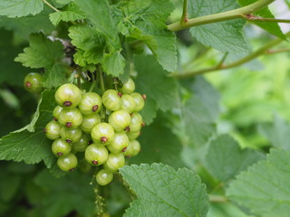A bunch of gooseberries on a fruit bush