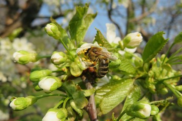 Bee on cherry flowers in the garden in spring, closeup