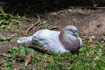 Fototapeta premium Common Pigeon Resting on the Ground