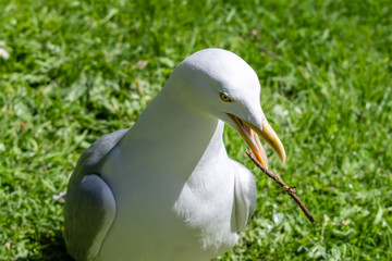 Close up of a Large Herring Gull