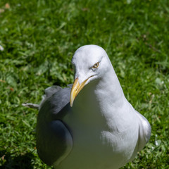 Naklejka premium Close up of a Large Herring Gull