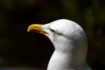 Close up of a Large Herring Gull