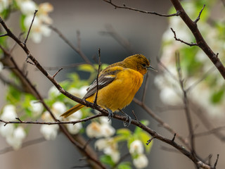 Female Baltimore Oriole