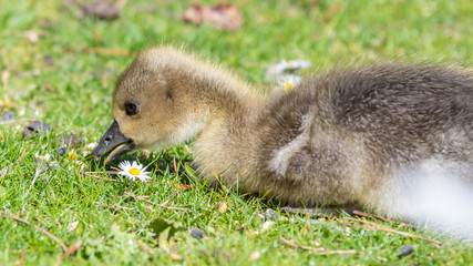 Very Young Canada Gosling sitting on grass