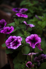 pink purple petunia on planter at garden