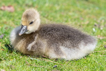 Very Young Canada Gosling sitting on grass