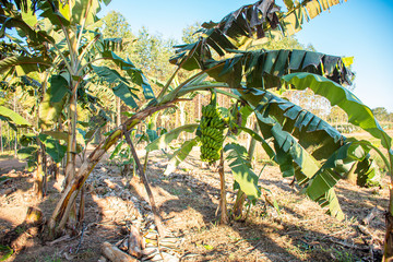 Plantação de Banana em Rondônia Brasil