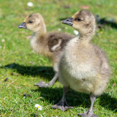 Obraz premium Very Young Canada Goslings sitting on grass