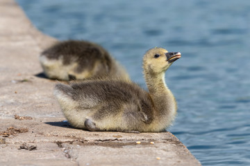 Very Young Canada Goslings near waters edge