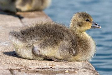 Very Young Canada Gosling near waters edge
