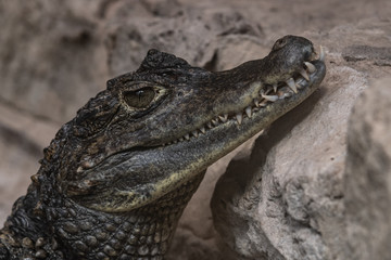 Caiman Resting on a Rock