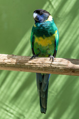 Australian Ringneck Parrot Perched on a Wooden Beam