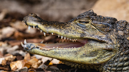 Caiman Resting with its Mouth Open