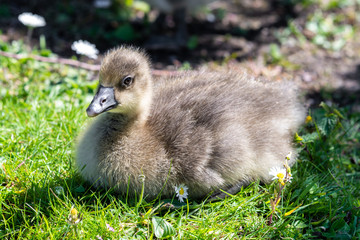 Young Canada Gosling sitting on grass