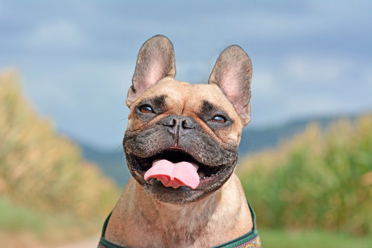 Head of a happy smiling brown French Bulldog dog with tongue out on blurry blue sky and field background