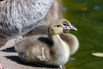 Pair of cute Canada Goslings sitting on the ground