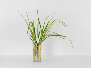 Summer creative still life in minimal style. Green grass bouquet in small glass on white background.