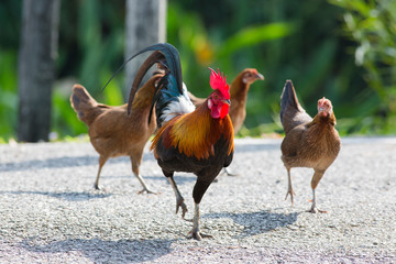 Domestic cock running with the hens looking for food in the morning.