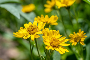 Close view of yellow Arnica(Arnica Montana) herb blossom.Note: Shallow depth of field