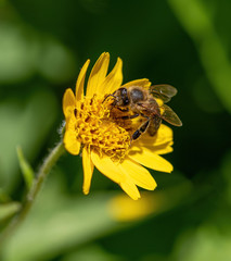 Close view of Bee on yellow Arnica(Arnica Montana) herb blossom.Note: Shallow depth of field