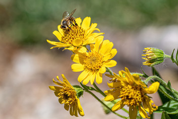 Close view of Bee on yellow Arnica(Arnica Montana) herb blossom.Note: Shallow depth of field
