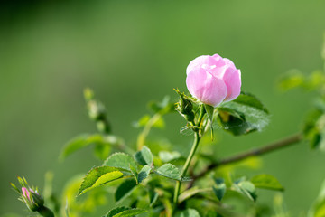 Beautiful blooming pink wild rose bush (dog rose, Rosa canina)