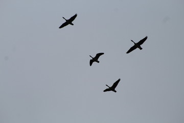 Flying birds 