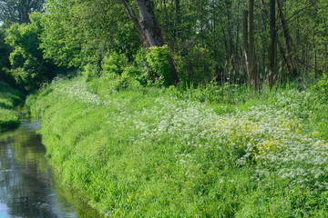 white and yellow wild flowers in forest