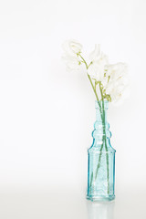 White Sweet Pea in Vase